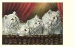 Cats T2 1 000 22493.