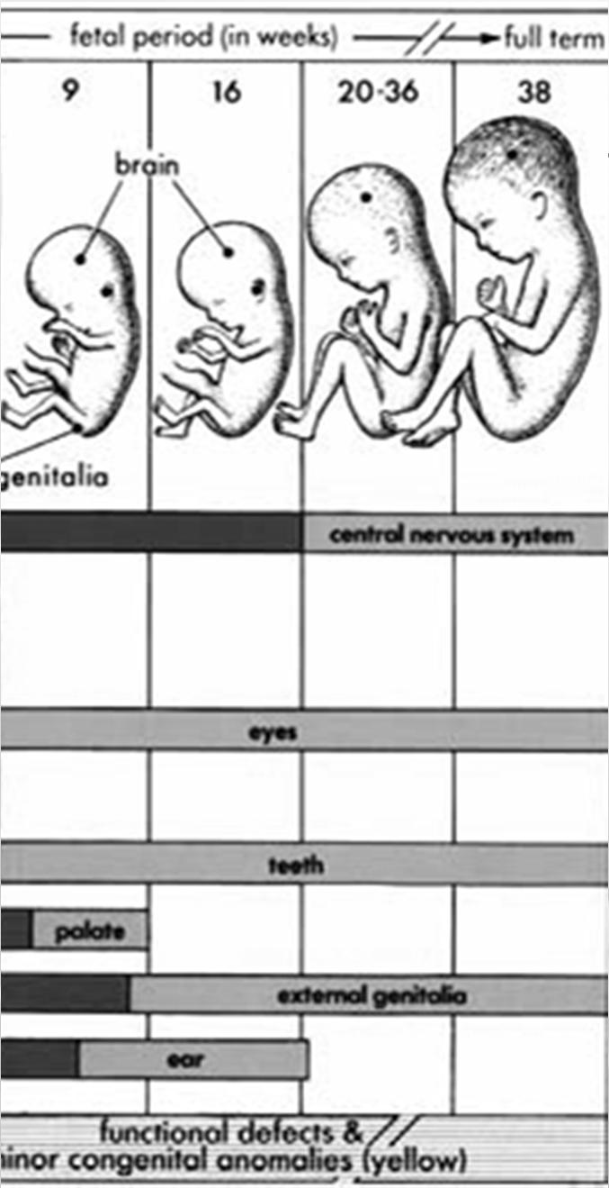 Gesztációs idő Embryogenesis (9-40.
