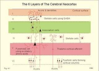 Neocortex sejttípusai: I. réteg: dendritek és axonok II.
