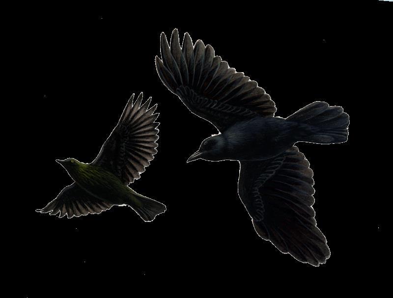 MADARAK BIRDS BIRD HAZARD WARNING FLOCK OF