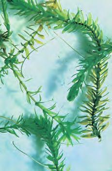 mélyebb vizekben él [3] A zöld szemesostoros egysejtű (mixotrof) [4] A