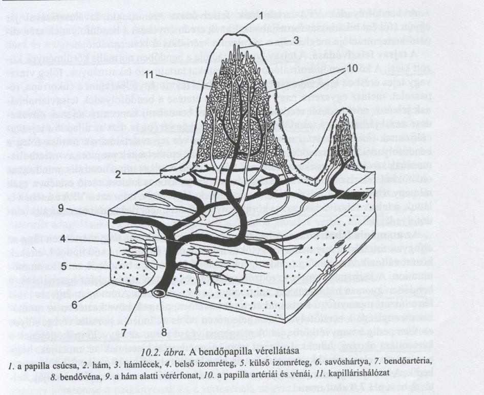 Felszívódás az előgyomrokból A bendő nyálkahártyájának hámrétege vérerekben gazdag és hézagok találhatók a sejtek