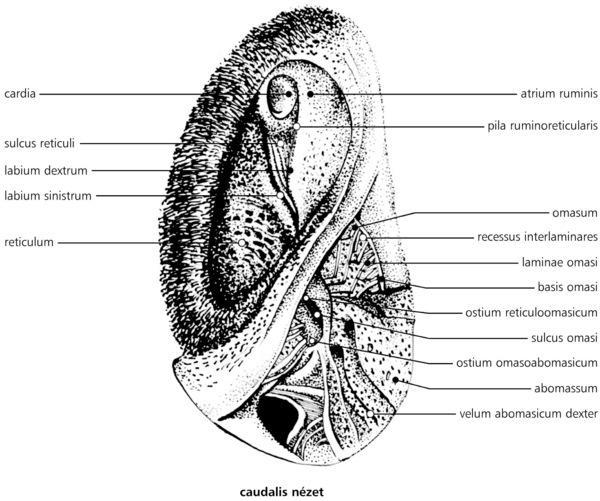 A gyomorvályú (sulcus ventriculi). Kérődzőkben a nyelőcső nyílásától a recésen, a százrétűn, az oltón át a pylorusig helyenként csatornaszerűen alakult árok.