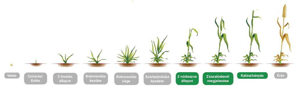 A Megfelelő időben Az N-Pilot használata az őszi búza tápanyagutánpótlási technológiájában Őszi NPK alaptrágyázás 1. tavaszi nitrogén fejtrágyázás 2. tavaszi nitrogén fejtrágyázás 3.