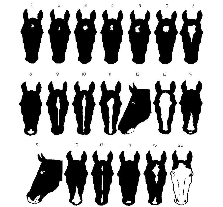 42. ábra. A fej jegyei 1. tűzött homlok, 2. virágen, 3. virág, 4. megnyúlt, megtört csillag, 5. félhold alakú csillag, 6. árnyékolt szélű csillag, 7. megnyúlt, ék alakú csillag, 8. orrcsík, 9.