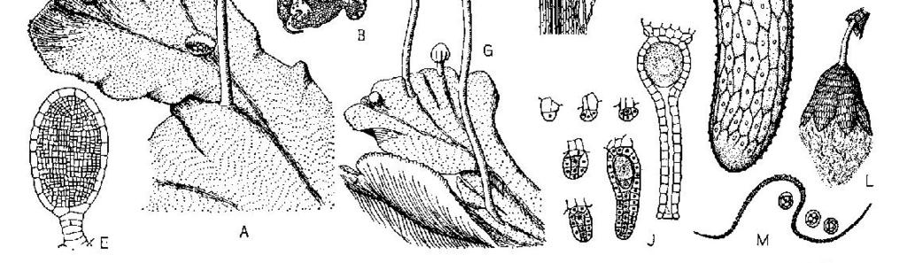 rügykosárka sarjtestecskékkel A: Marchantia polymorpha hímivarú telepe, rajta karéjozott hímivarszerv-tartók B: anterí-diumtartó