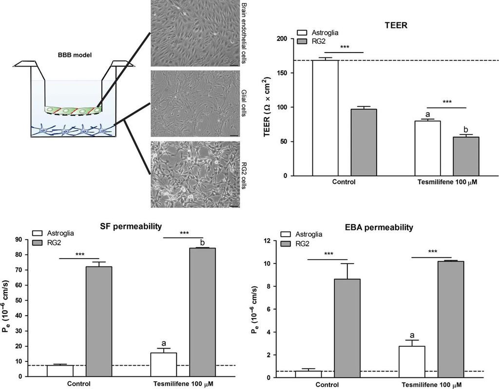 Tesmilifene opens the BBB and blood glioma barrier 9 Fig.