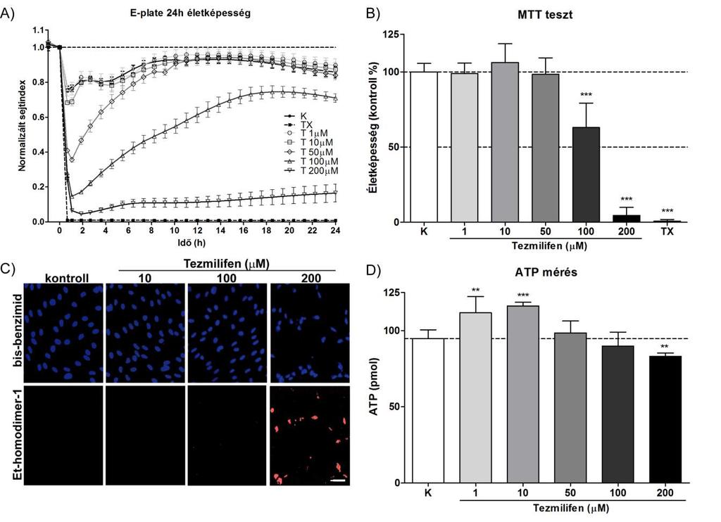 20. ábra. Tezmilifen agyi endotélsejtek életképességére és metabolikus aktivitására kifejtett hatása.