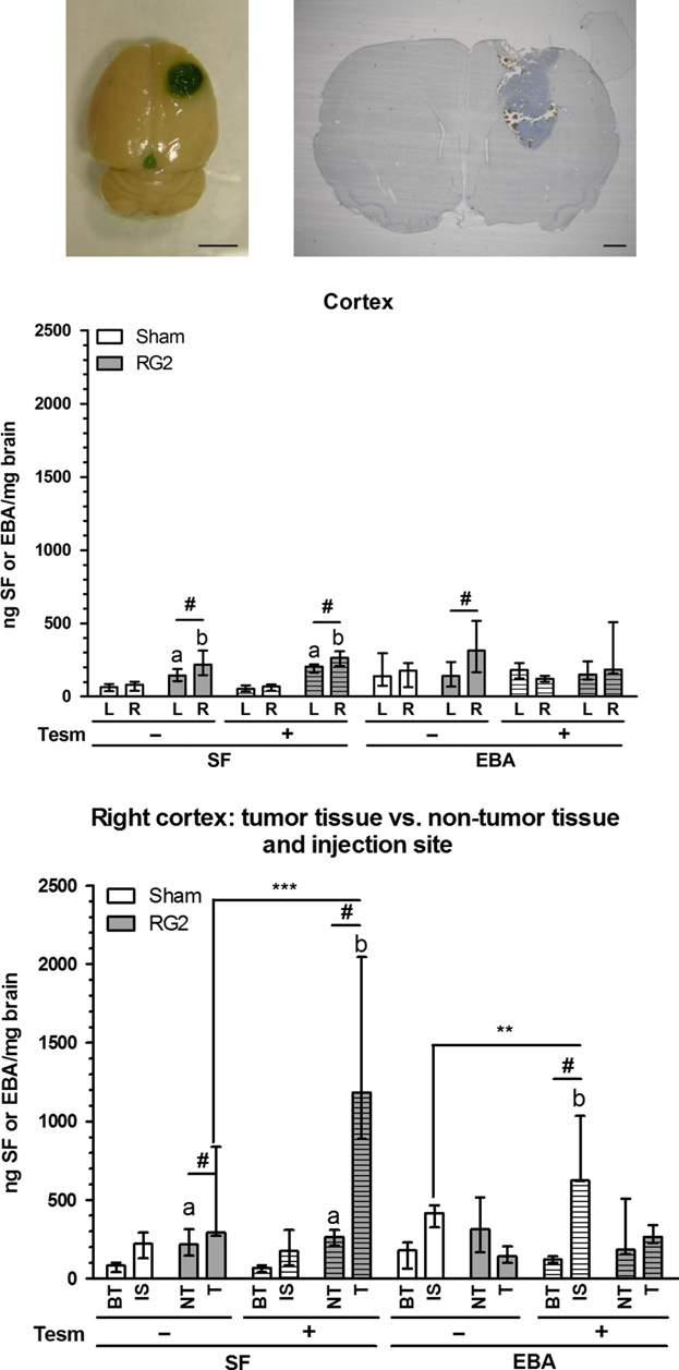 Tesmilifene opens the BBB and blood glioma barrier 5 with inventoried TaqMan Gene Expression Assays (Applied Biosystems, Life Technologies, Austin, TX, USA).