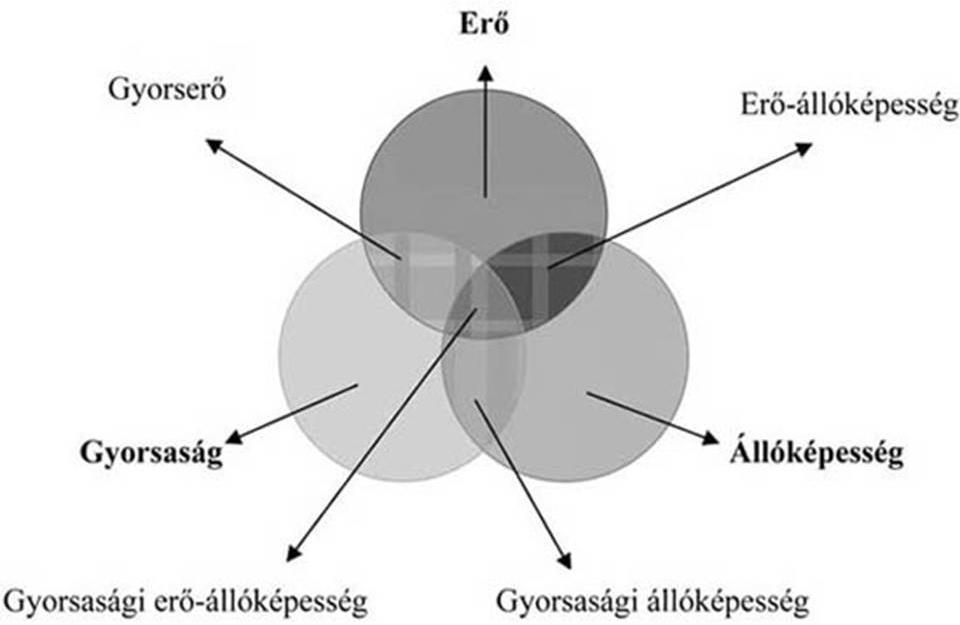 2. ábra A fizikai képességek komplexitása [5] Tágabb értelemben a fizikai állóképesség (stamina, köznapi értelemben vett szívósság ) a szervezet energianyerési folyamataira épülő fizikai képesség,