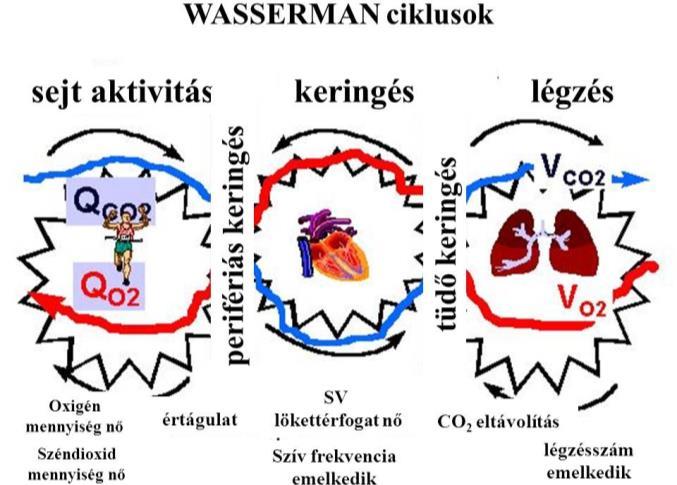 oxigénfelvevő-szállító és széndioxid elszállító-kiürítő keringési és légzési paramétereinek dinamikus felpörgetésére van szükség, az egymásba kapcsolódó Wassermann ciklusok révén (6. ábra) [8][9].