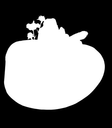 mediterrán (citrusfélék) tápanyagellátásához színes levelükkel díszítő