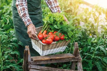 Fenntarthatósági szempontok. A Knorr története. A Knorr 100% természetes alapok számos összetevője például a paradicsompor, a hagyma- és répadarabok fenntartható gazdaságból származik.