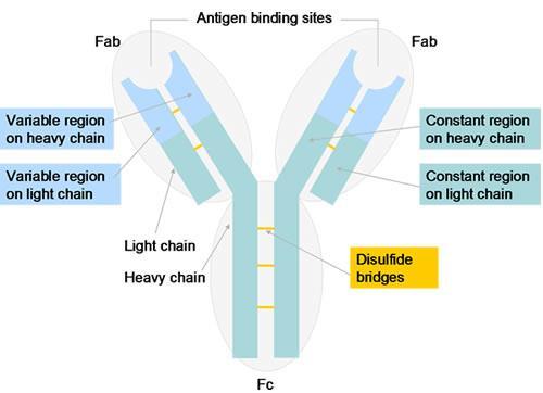 Immunaffinitás, antitestek Immunaffinitás: specifikus antigénantitest kölcsönhatás (antigén: minden olyan ágens, ami immunválaszt vált ki, antitest termelődéséhez vezet) Antitest (Ig): az