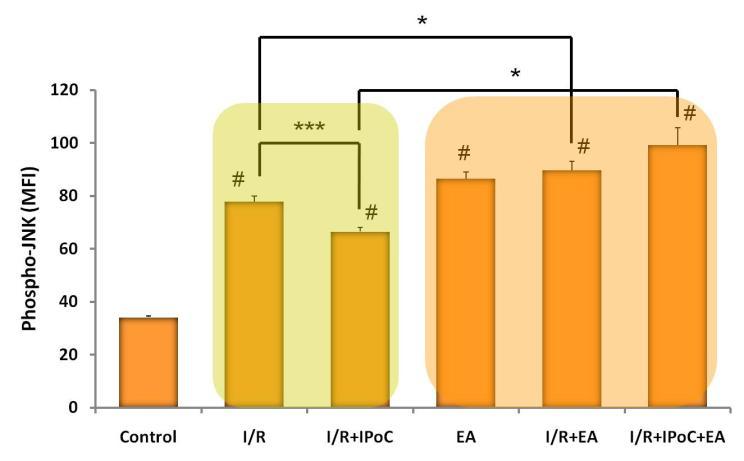 detected in EA-treated simulated I/R group. Among the postconditioned groups the level of phosphorylated JNK was significantly higher when cardiomyocytes were treated with GST inhibitor EA. (Figure 7.