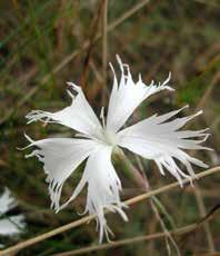 a homoki seprőfű (Bassia laniflora), homoki keserűfű