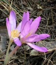 terrestris).