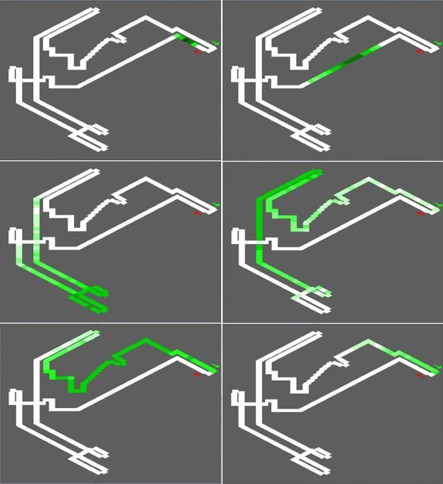 One of the cells of this DTM matrix defines how many competitors are there in a given distance (axis of abscissa) at a given time (axis of ordinate) [7, 10, 11]. On Figure 1.