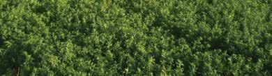 illetve GYOMIRTÁS 0,3 l/ha 0,1-0,2 l/ha Rampa EC 0,3 l/ha E.Sz.