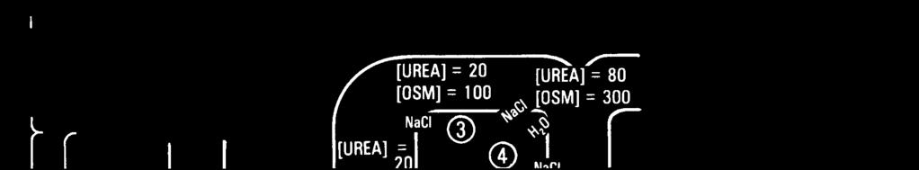 Urea