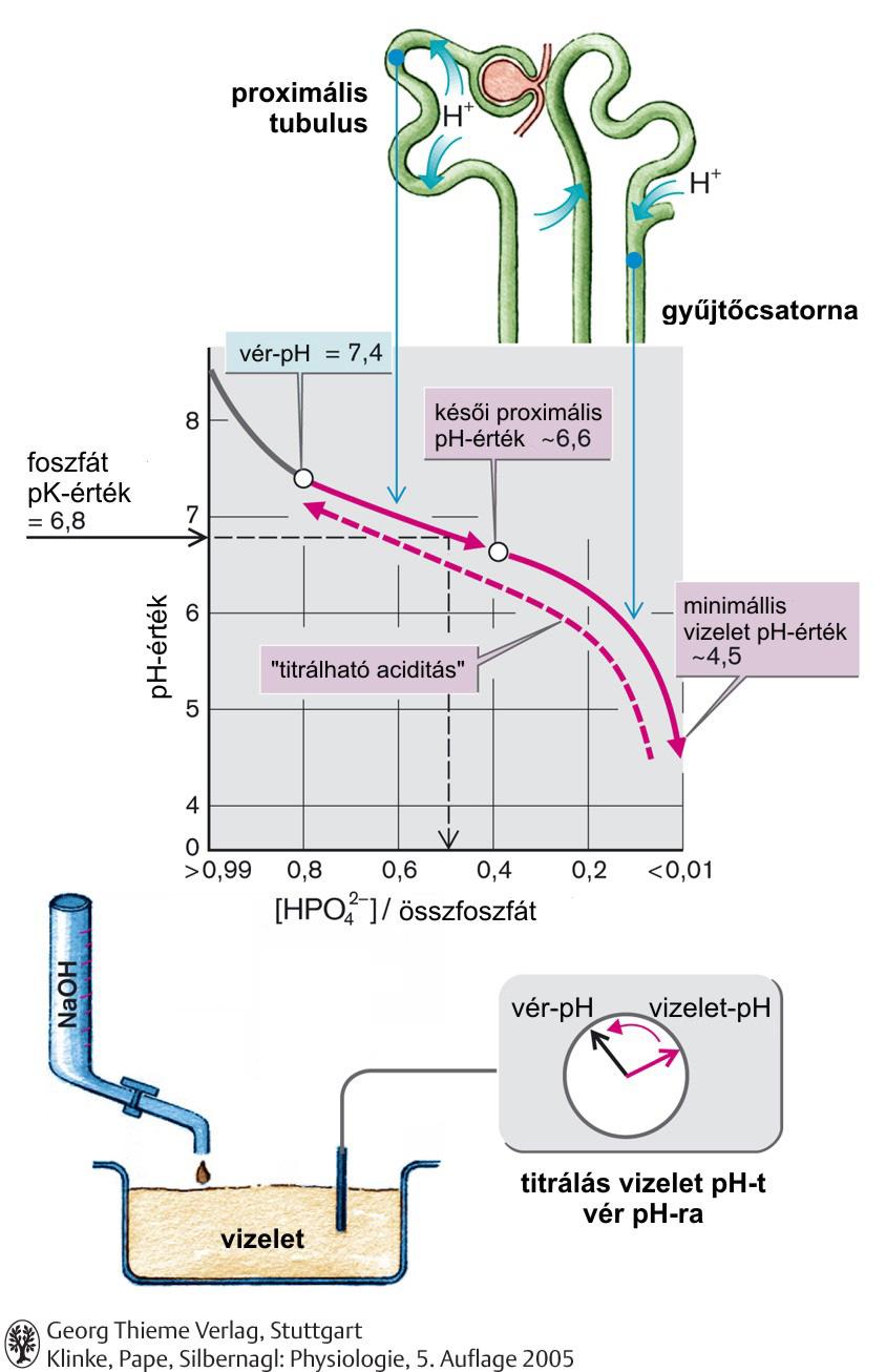 8 A foszfátpuffer adja az un. titrálható aciditást.