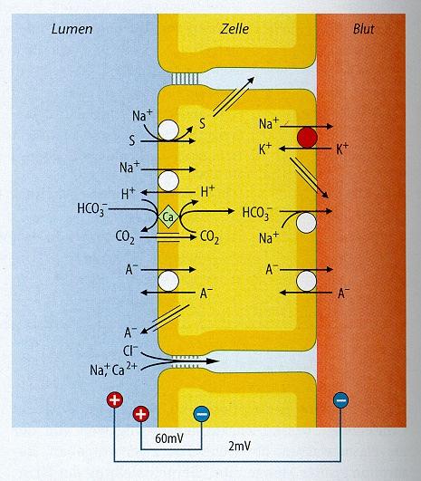 Az NH 3 -nak és NH 4+ -nek jelentősen különbözik az oldékonysága. Az NH 3 nagyon zsíroldékony és passzívan diffundál át a membránokon, az NH 4+ poláris vegyület és nem megy át a membránon.