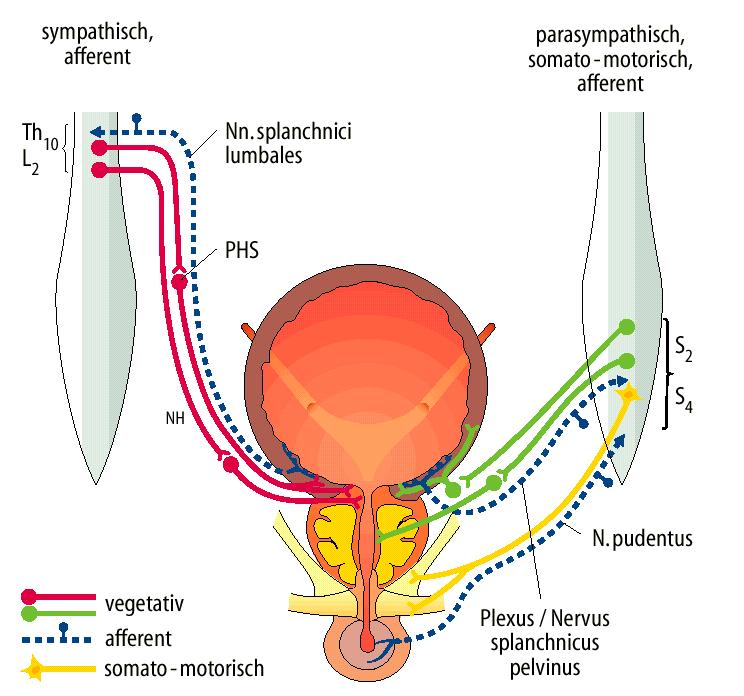 szimpatikus afferens paraszimpatikus afferens N.