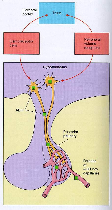 agykéreg szomjúság ADH (vazopresszin) Jellemzői: a hátulsó hypophysisben tárolódik A hypothalamus n.