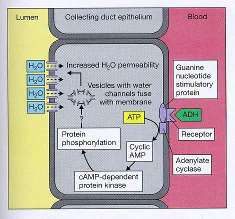 Lumen Gyűjtőcsatorna hám Vér H 2 O H 2 O H 2 O H 2 O Fokozott vízpermeabilitás Foszforiláció Vízcsatornákat tartalmazó vezikulák fuzionálnak a membránnal Függő protein kináz ATP Ciklikus AMP Guanin