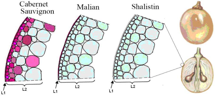 4. ábra: Az L1 és L2 sejtrétegekből létrejövő bogyóhéj szövetei a színes Cabernet sauvignon, a bronz Malian és a fehér Shalistin fajtákban (WALKER et al. 2006).