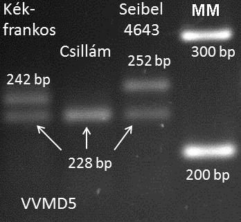 16. ábra: A Kékfrankos, a Seibel 4643 és a Csillám fajták VVMD5 SSR primerrel amplifikált PCR termékének elválasztása 3%-os NuSieve agaróz gélen.