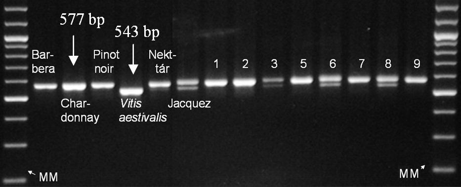 4.2 VvMybA1 gén allélpolimorfizmusának meghatározása génspecifikus és kapcsolt markerekkel 4.2.1 Bogyószín szelekció molekuláris markerekkel a Nektár x Jacquez utódnemzedékben A vizsgálatok célja a kék bogyójú Jacquez (V.