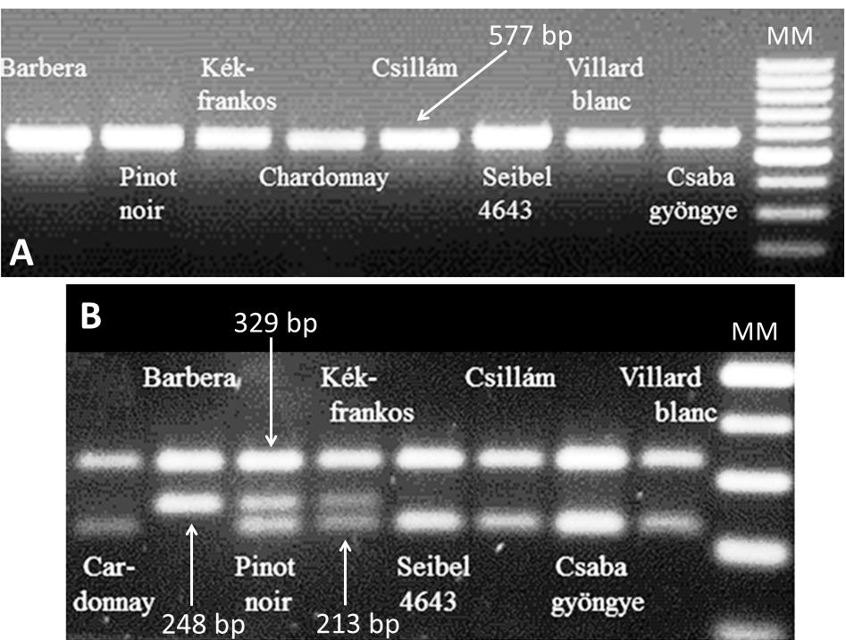 A fehér bogyószín kialakulásának genetikai okai a legtöbb szőlő fajtában a Gret1 retrotranszpozon inszerciója a VvMybA1 gén promóterében (KOBAYASHI et al.