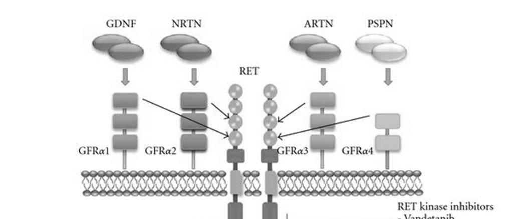 GDNF= glial