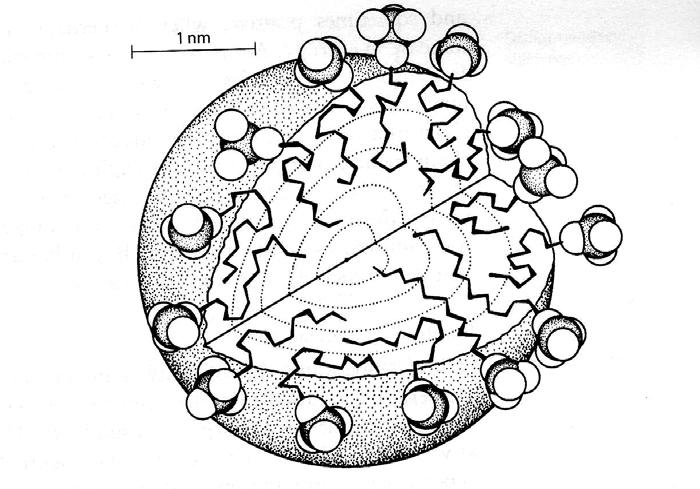 Micella Na + Szénlánchossz nő micella mérete nő cmc csökken Sóhatás cmc csökken micella