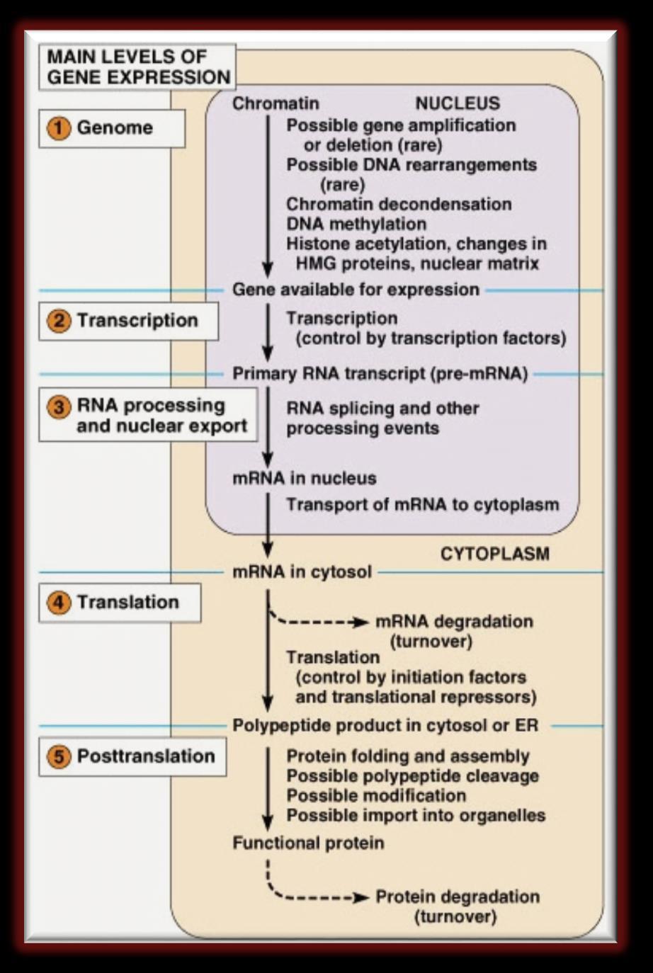 Génexpressziós szintek Génhez való hozzáférés kromatin DNS metiláció