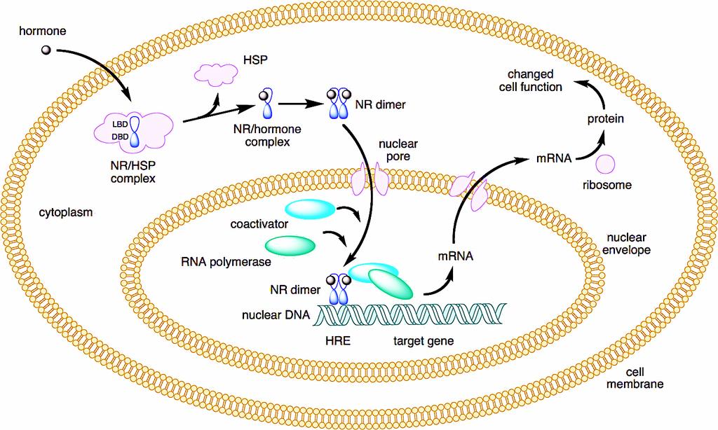 Nukleáris hormonreceptorok működési mechanizmusa 1: NR ligand nélkül inaktív komplexet képez a citoplzmában (hsp90) 2: Ligand kötés-nukleáris transzlokáció 1 3 2 4 3: DNS