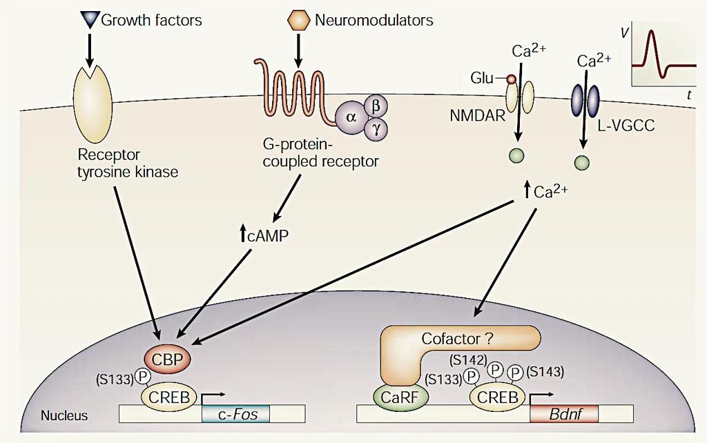 Szignál specifikus transzkripciós komplexek az idegsejtekben kinases Különböző stimulusok hatására CaMP és Ca