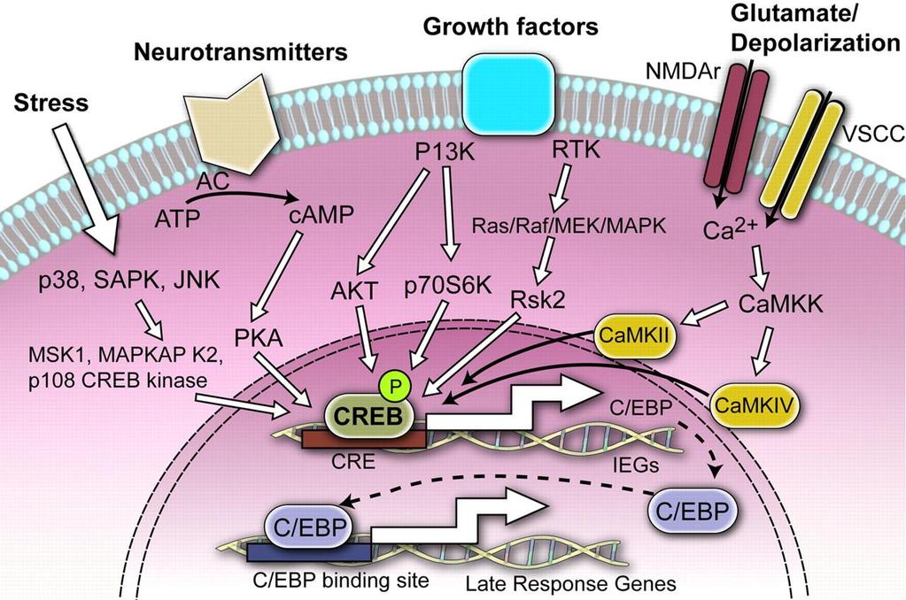 CREB függő gén expressziós kaszkád aktivitása szükséges a neuronális plaszticitáshoz és a memóriához szignálok neurotranszmittertek növekedési faktorok
