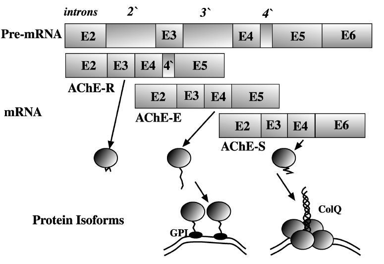 AChE alternatív splicing: különböző szerkezetű és lokalizációjú enzimet eredményez intron retenció alternatív 3