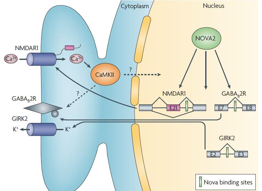 A hippocampus CA1 régiójában az NMD receptor aktiváció által kiváltott LTP-hez szükséges a NOVA2 splicing faktor