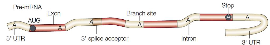 intron/splice brach site - megválozik az altertnative splicing - új fehérje izoforma STOP kodon