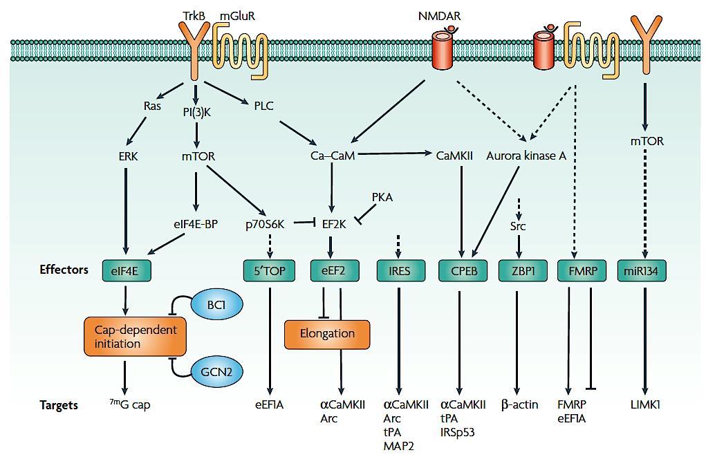 Transzláció szabályozása a dendritekben Neurotranszmitter receptor kapcsolt útvonalak serkentő