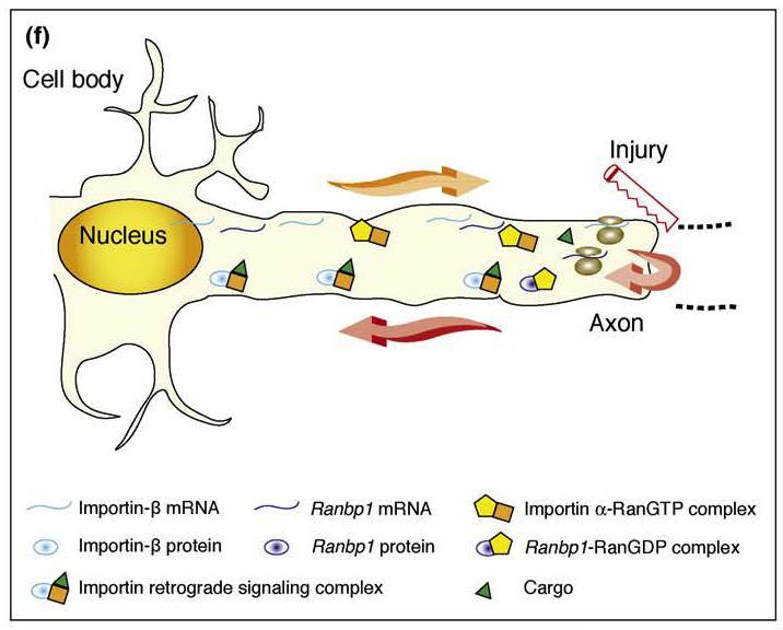 A RanBP1 és importinb lokális szintézise az axonba hozzájárul a