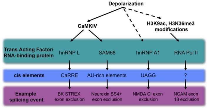 Neuronális aktivitás RNS kötő fehérjék Ca++ függő foszforilációján