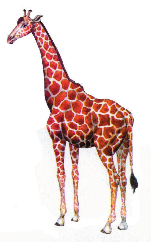 . Olvastál már a zsiráfról? Láttad-e élőben? Szerinted mit tudnak az osztálytársaid erről az állatról?. Képzeld el, hogy olyan hosszú nyakad van, mint a zsiráfnak!
