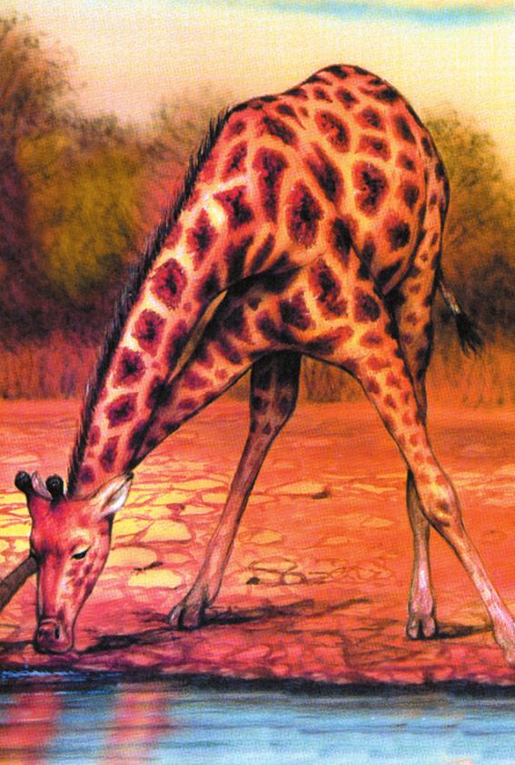 800 kg Ekkora is lehet egy kifejlett hím tömege. 5 m Ennyi idő elteltével már lábra állnak a zsiráfbébik. Ennyi ideig marad anyja mellett a kis zsiráf. 0 5.