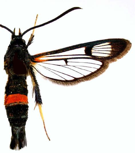 11. Synanthedon culiciformis (Linnaeus, 1758) Diagnózis. Eszf. 18 30 mm. A csáp fekete, a palpus ventrálisan sárga. A tor oldalt narancssárga. A 4.