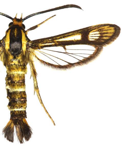 30. Chamaesphecia anatolica Schwingenschuss, 1938 Diagnózis. Eszf. 17 21 mm.