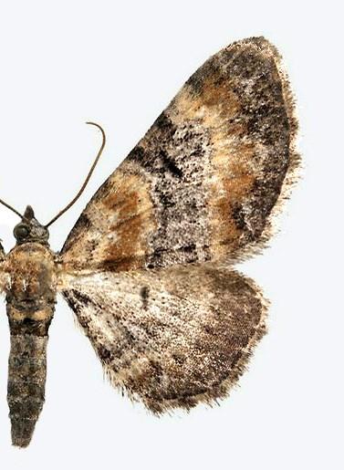 eacta Naturalia Pannonica 14 2017 19 1a 1b 1c 1. ábra. A linariata fajcsoport magyarországi fajai; 1a= Eupithecia linariata (H-Mecsek, Pécs), 1b= E. pulchellata (F-Murol), 1c= E.